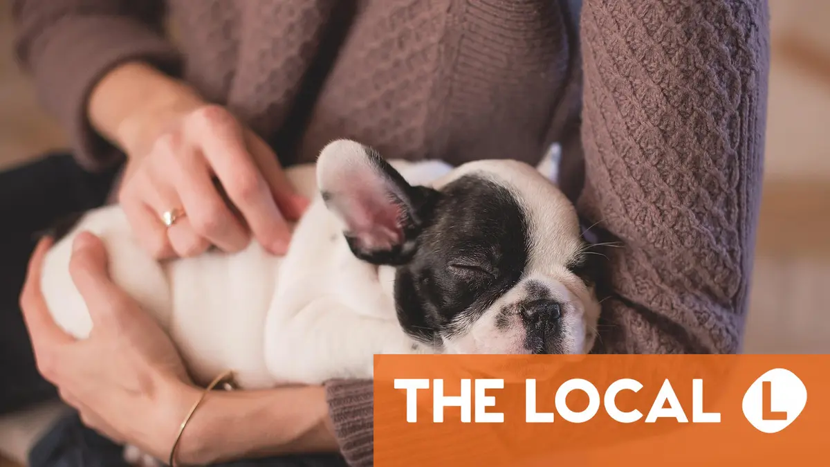 Can you be fined for buying or bringing certain dog breeds into Austria?