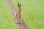 German word of the day: Osterhase