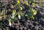 Inside Sweden: You're not imagining things – spring really does arrive earlier and earlier