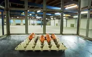 Is Germany facing an egg shortage this Easter?