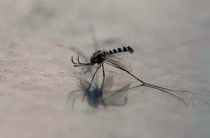 What to know about West Nile fever outbreak in Italy